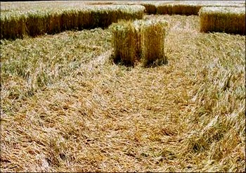 crop circle d' Amilly