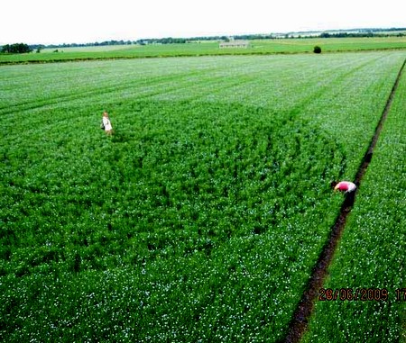 Crop circle