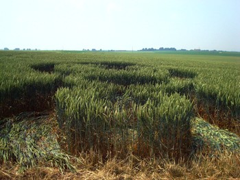 crop_circles_en_belgique_2009