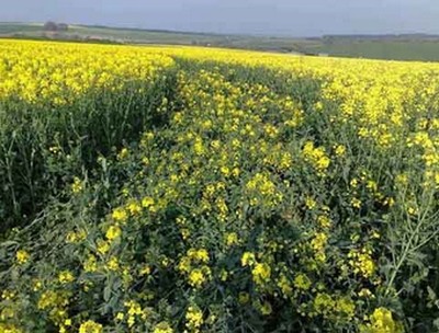 champ de colza