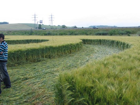 Crop circle de Marly 2008