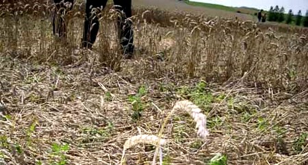 Crop circle d'Hérange