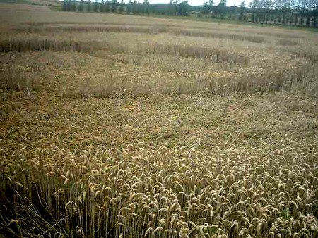 Crop circle d'Hérange