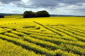 crop circle