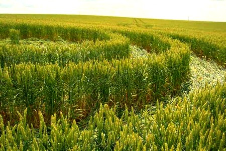 Crop circle de Rémicourt