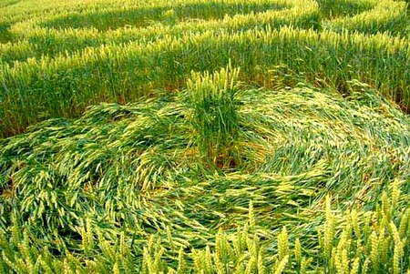 Crop circle de Rémicourt