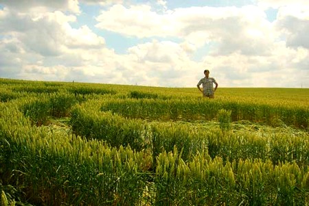 Crop circle de Rémicourt