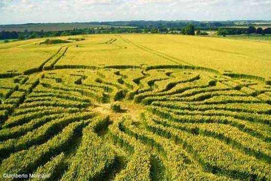 crop circle crop circle